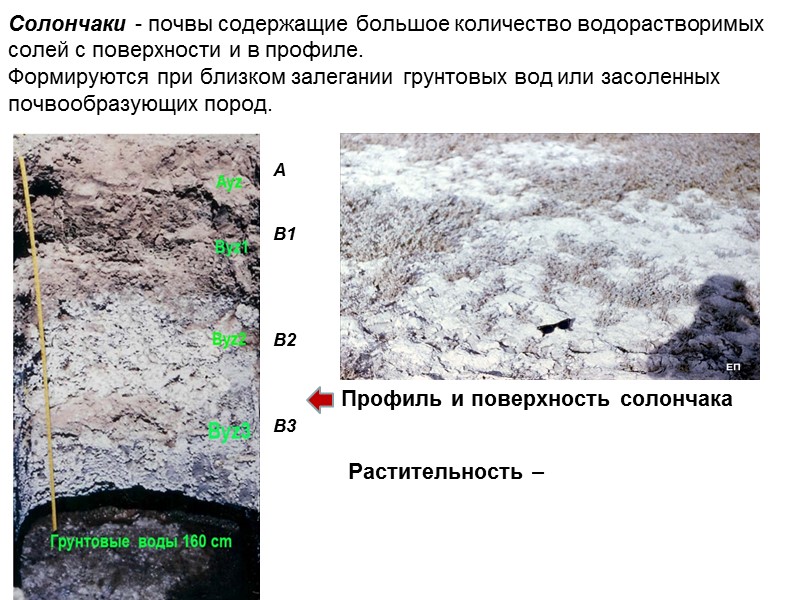 Солончаки - почвы содержащие большое количество водорастворимых солей с поверхности и в профиле. 